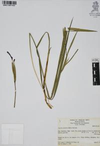 Tigridia multiflora image